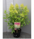 Hydrangea