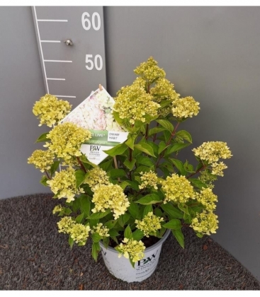 Hydrangea