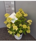 Hydrangea