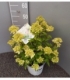 Hydrangea