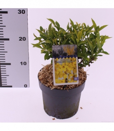 Forsythia
