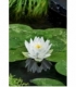 Nymphaea