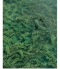 Elodea