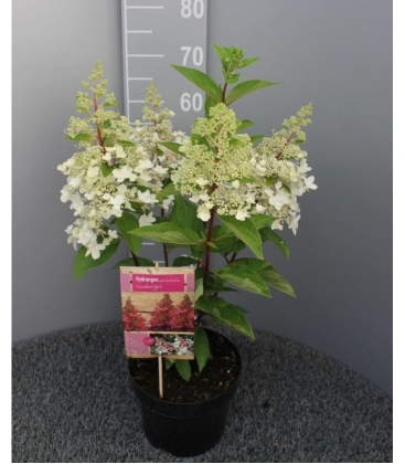 Hydrangea