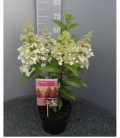 Hydrangea