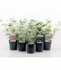 Buddleja