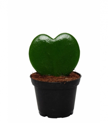 Hoya