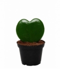 Hoya