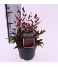 Nandina