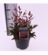 Nandina