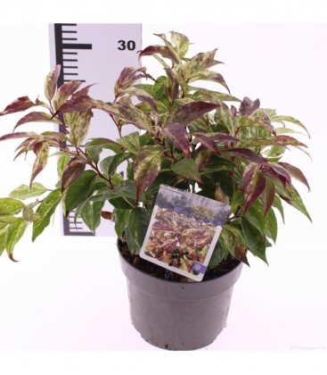 Leucothoe