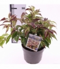 Leucothoe