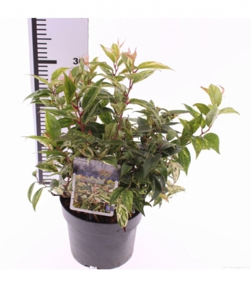 Leucothoe