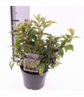 Leucothoe