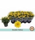 Chrysanthemum