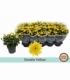 Chrysanthemum