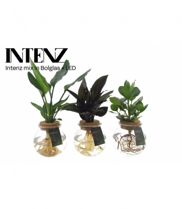 Indoor