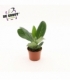 Ficus