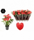 Anthurium