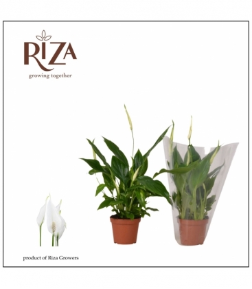 Spathiphyllum
