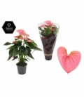 Anthurium