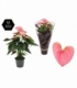 Anthurium