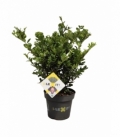 Ilex