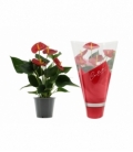 Anthurium