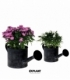 Aster