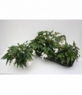 Begonia