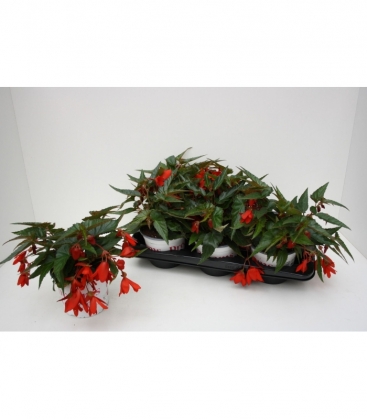 Begonia