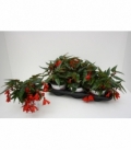 Begonia