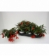 Begonia