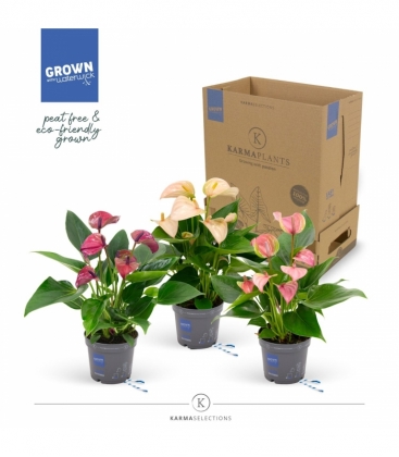 Anthurium