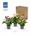 Anthurium