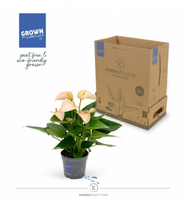 Anthurium