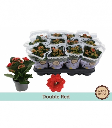 Kalanchoe