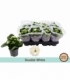 Kalanchoe