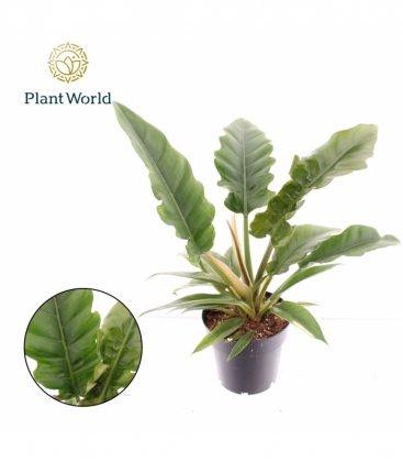 Philodendron