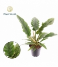 Philodendron