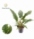 Philodendron