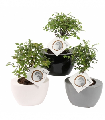 Bonsai