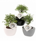 Bonsai