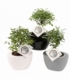 Bonsai