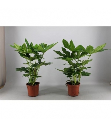 Fatsia