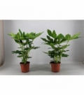 Fatsia