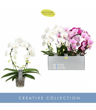 Phalaenopsis