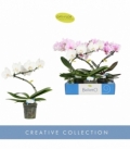 Phalaenopsis