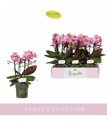 Phalaenopsis