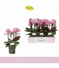 Phalaenopsis